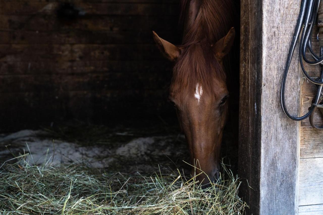 Horse Farm Holiday Pr' Kolenc Zgornje Gorje Bagian luar foto