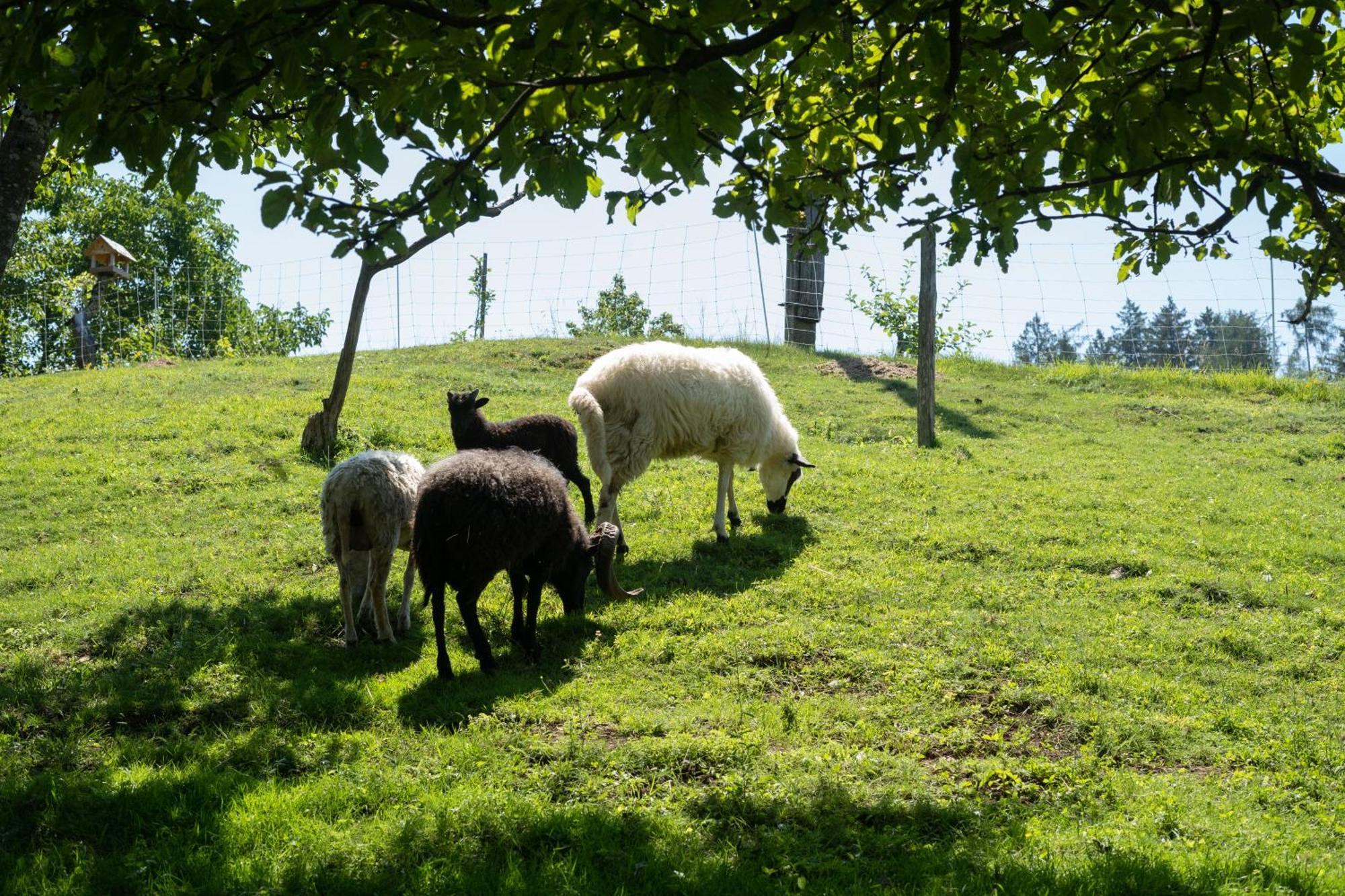 Horse Farm Holiday Pr' Kolenc Zgornje Gorje Bagian luar foto